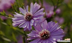 揭示花语中虚伪的真相 虚伪之花