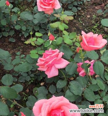 花语的秘密与魅力 月季花莲花语