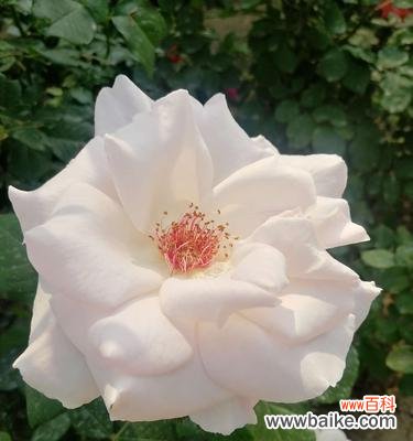 花语的秘密与魅力 月季花莲花语