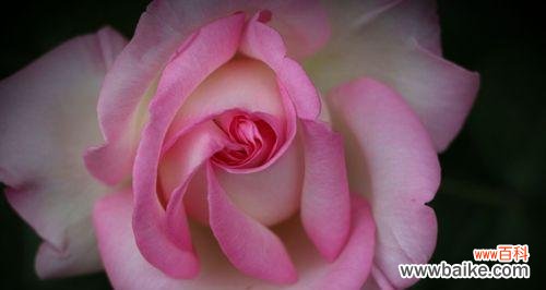 花语的秘密与魅力 月季花莲花语