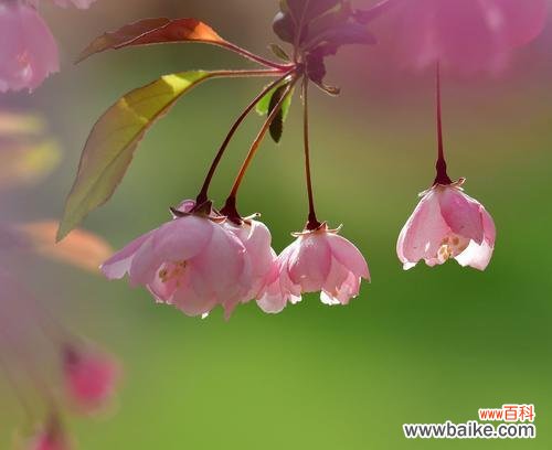 借海棠花的意象诠释人生哲理 海棠花——岁月静好的寓意