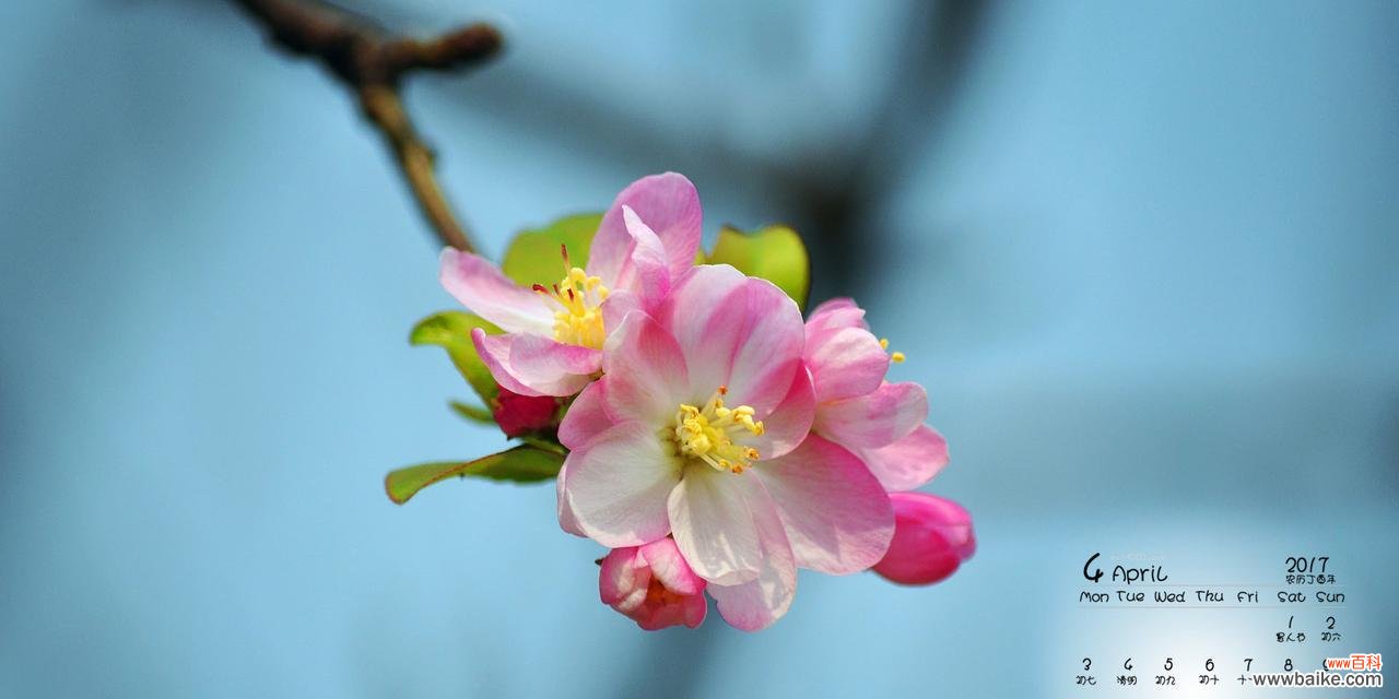 借海棠花的意象诠释人生哲理 海棠花——岁月静好的寓意