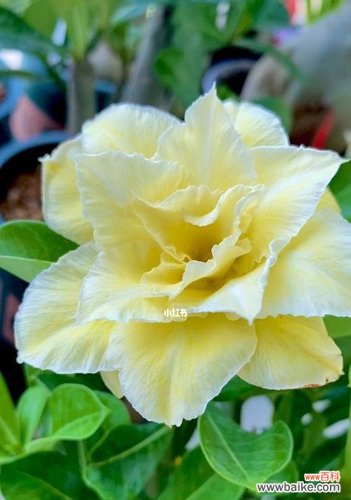 探寻沙漠玫瑰的奇迹与寓意 沙漠玫瑰