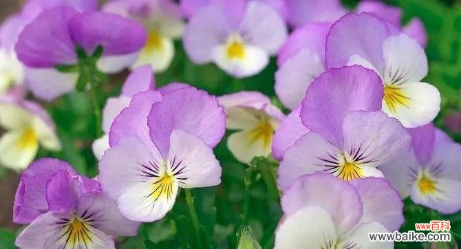 阳光、希望与快乐的象征 以向日葵为主题的花语——快乐之花