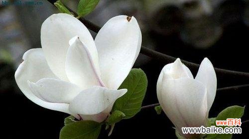 探索玉兰花的深意与文化内涵 玉兰花语与寓意