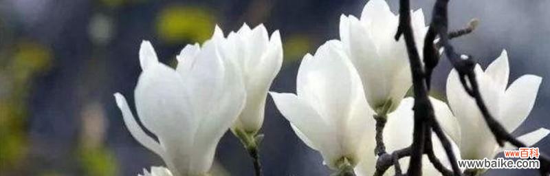 探索玉兰花的深意与文化内涵 玉兰花语与寓意