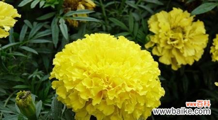 探寻万寿菊的花语及寓意与人生的关联 万寿菊的花语和寓意