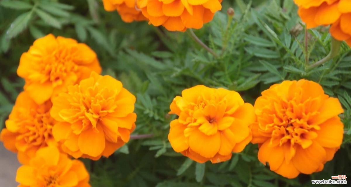 探寻万寿菊的花语及寓意与人生的关联 万寿菊的花语和寓意