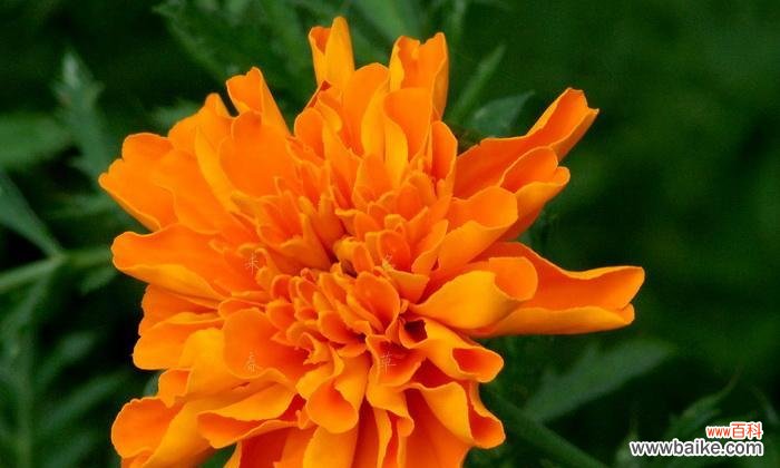 探寻万寿菊的花语及寓意与人生的关联 万寿菊的花语和寓意