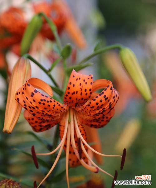 打开心灵之门 虎皮百合花语-唤醒内心的力量