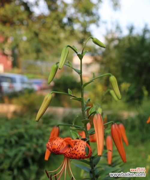 打开心灵之门 虎皮百合花语-唤醒内心的力量