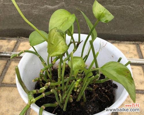 探寻绿萝的传说与生活之美 网络上绿萝的意义与魅力