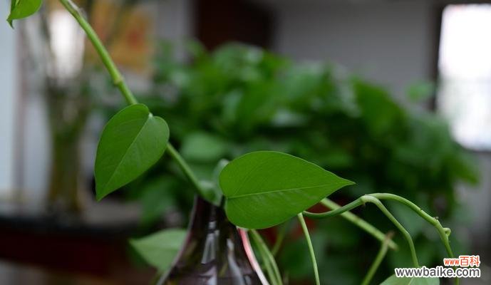 探寻绿萝的传说与生活之美 网络上绿萝的意义与魅力