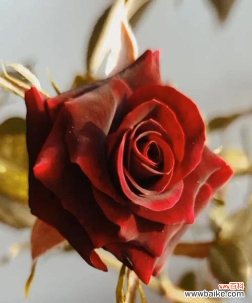 传递神秘与独特的美丽 黑玫瑰的花语与意义