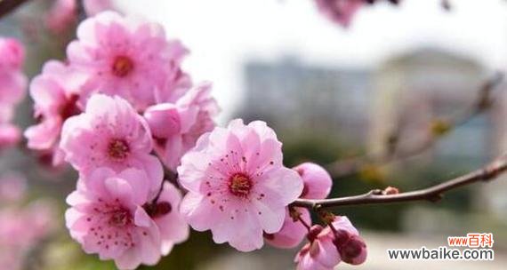 解读桃花的花语 桃花的花语及其象征意义