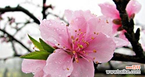 解读桃花的花语 桃花的花语及其象征意义
