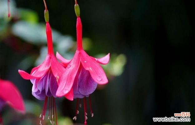倒挂金钟花语 倒挂金钟花语传递的美丽与祝福