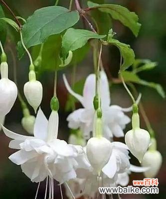 倒挂金钟花语 倒挂金钟花语传递的美丽与祝福