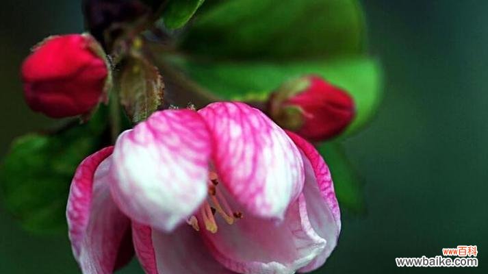 深入解读海棠花的神秘魅力 海棠花的象征意义与风水影响