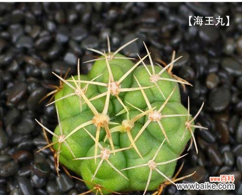 仙人掌植物叶子的特点及其适应极端环境的关键