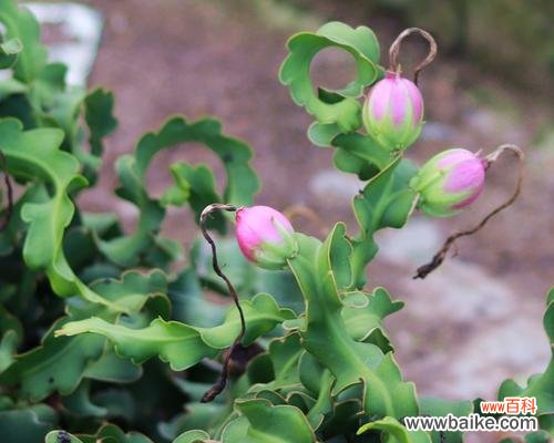 仙人掌植物叶子的特点及其适应极端环境的关键