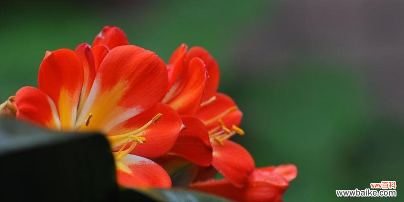 君子兰绽放两次 君子兰开花之美——两次花开的寓意