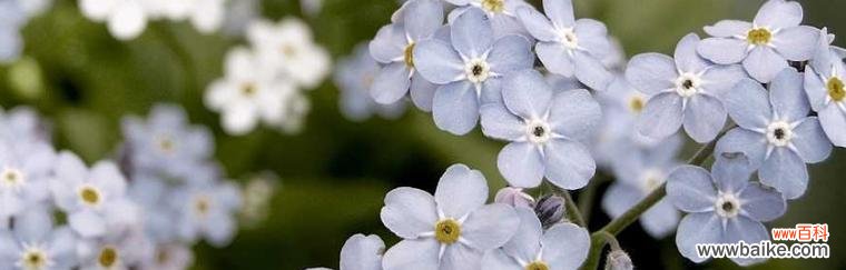 用五彩斑斓的勿忘我 不同颜色勿忘我花语