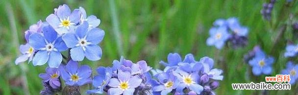 用五彩斑斓的勿忘我 不同颜色勿忘我花语