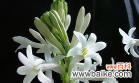 探寻晚香玉的花语之谜 晚香玉花语解析