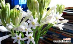 探寻晚香玉的花语之谜 晚香玉花语解析