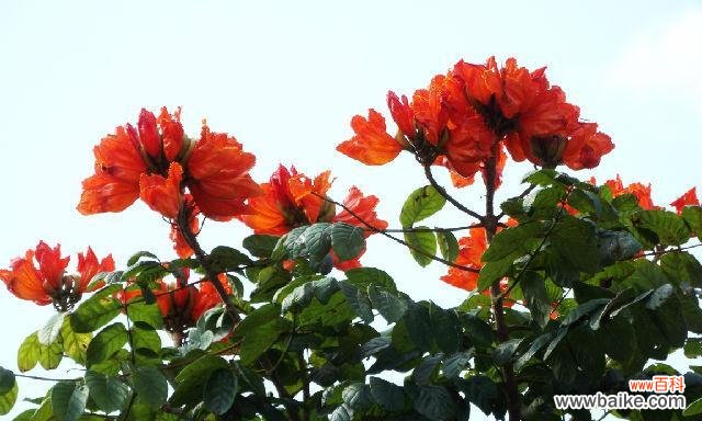 神秘的火焰木花和它的传奇故事 火焰木花的传说——燃烧永恒的生命之火
