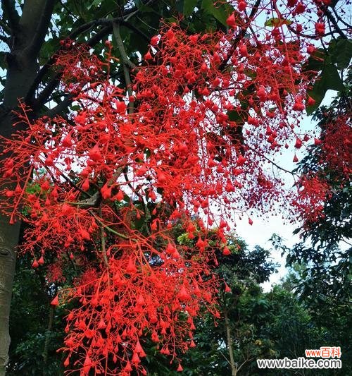 神秘的火焰木花和它的传奇故事 火焰木花的传说——燃烧永恒的生命之火