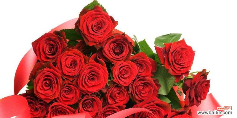 了解玫瑰花不同颜色的含义与象征 玫瑰花的颜色和象征意义