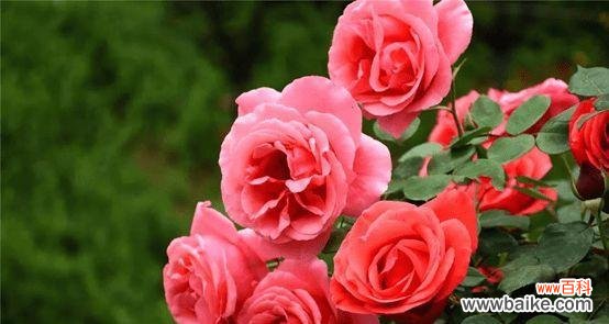 了解玫瑰花不同颜色的含义与象征 玫瑰花的颜色和象征意义