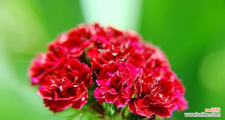 探索康乃馨花语的深层含义 康乃馨花语及其寓意