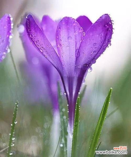 美丽的番红花传递着希望与热情 番红花的花语-揭开花海中的秘密