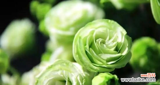 洋桔梗花的美丽寓意与情感表达 洋桔梗花语与寓意