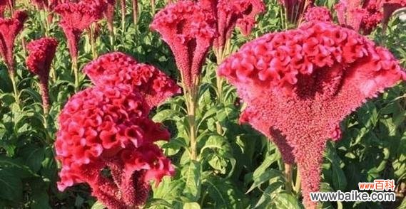 花开如锦 鸡冠花