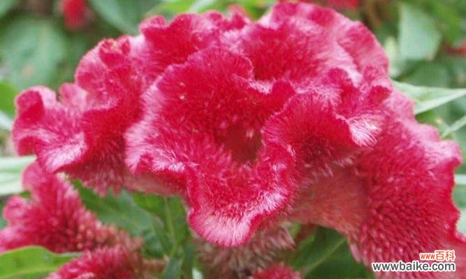 花开如锦 鸡冠花