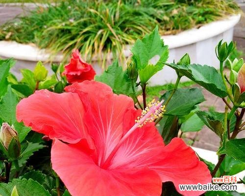 喻示坚强和希望的生命之花 扶桑花的寓意与象征意义