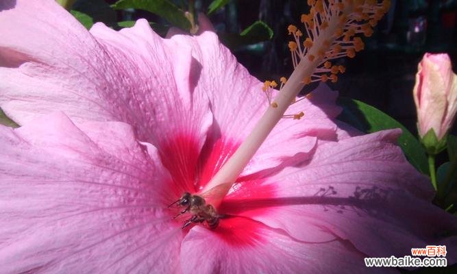 喻示坚强和希望的生命之花 扶桑花的寓意与象征意义