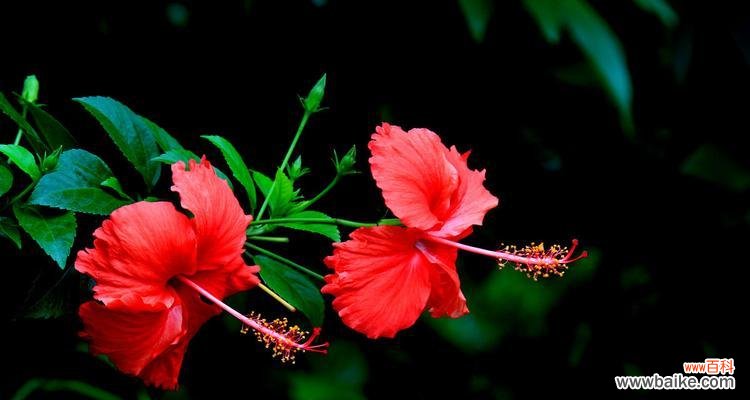喻示坚强和希望的生命之花 扶桑花的寓意与象征意义