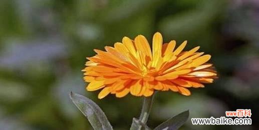 探寻金盏花的花语 金盏花的花语及其意义