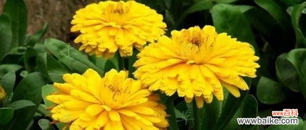 探寻金盏花的花语 金盏花的花语及其意义