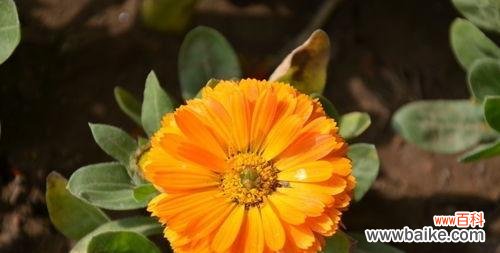 探寻金盏花的花语 金盏花的花语及其意义