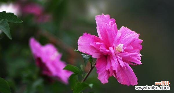 木槿花语的深层寓意及传达方式 木槿花语——寄托情感的美丽
