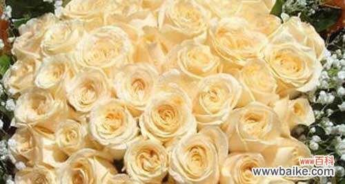 探索香槟玫瑰的情感象征和象征意义 香槟玫瑰的花语与寓意