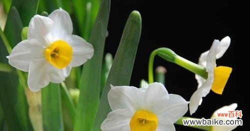 探索水仙花背后的象征与美好 水仙花的寓意与意义