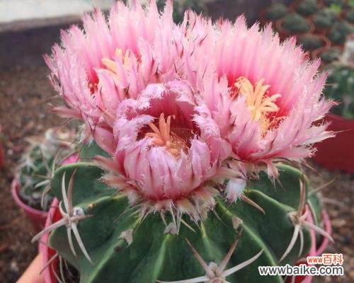 探索仙人球开花的深层含义与传统信仰的联系 仙人球开花的寓意和象征