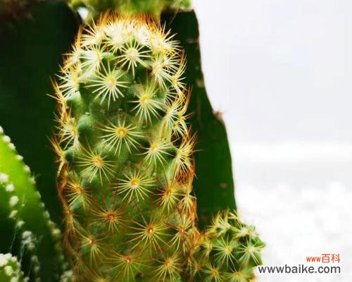 探索仙人球开花的深层含义与传统信仰的联系 仙人球开花的寓意和象征